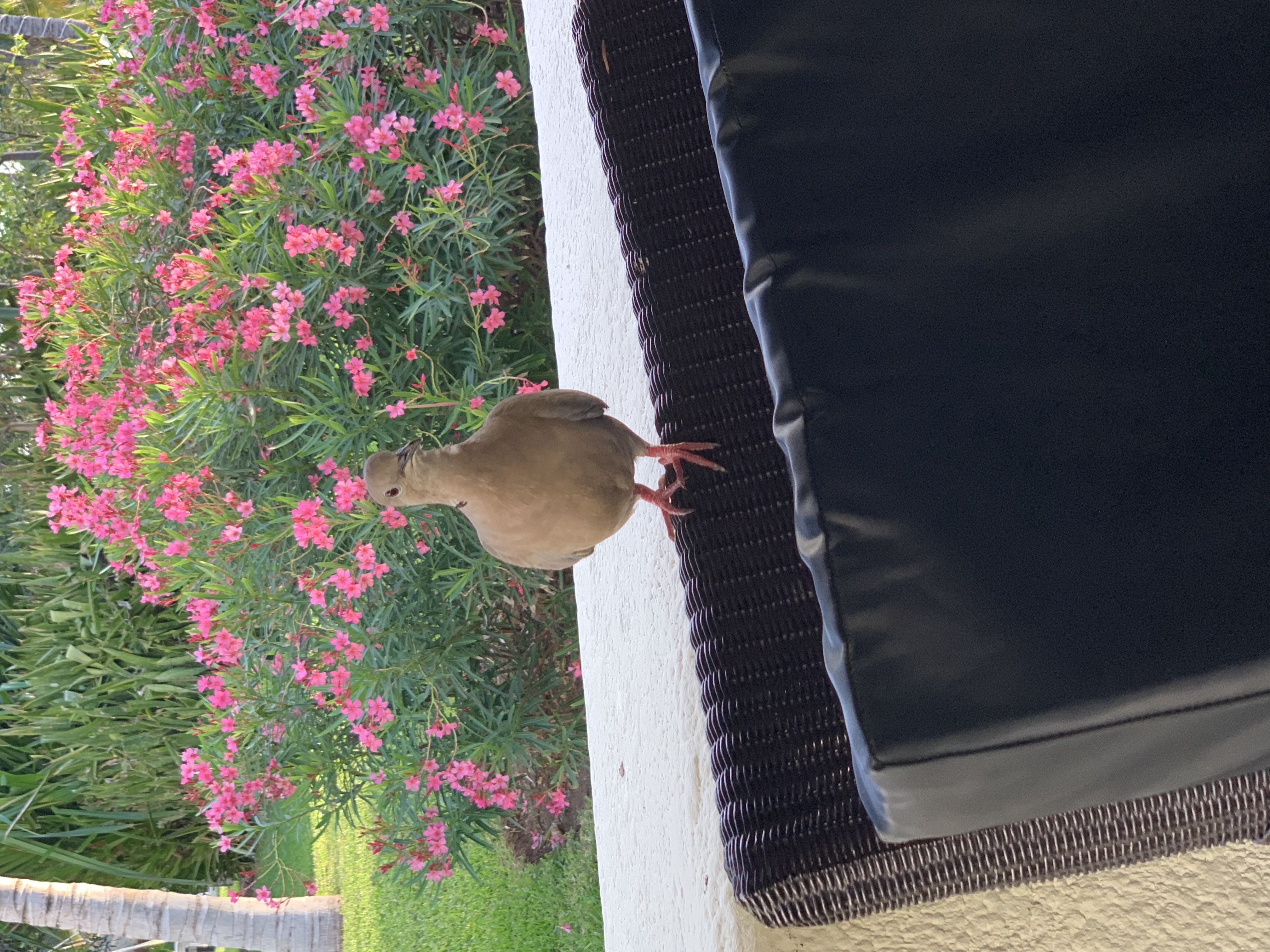 Фото Grand Oasis Cancun