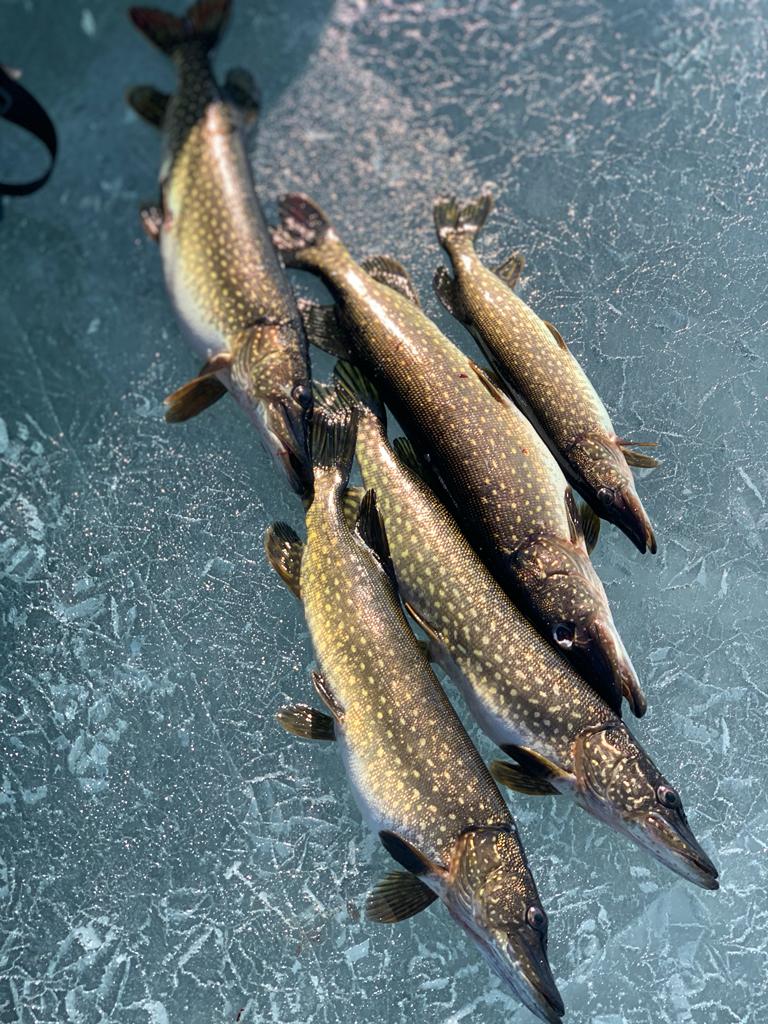 Фото Золотое