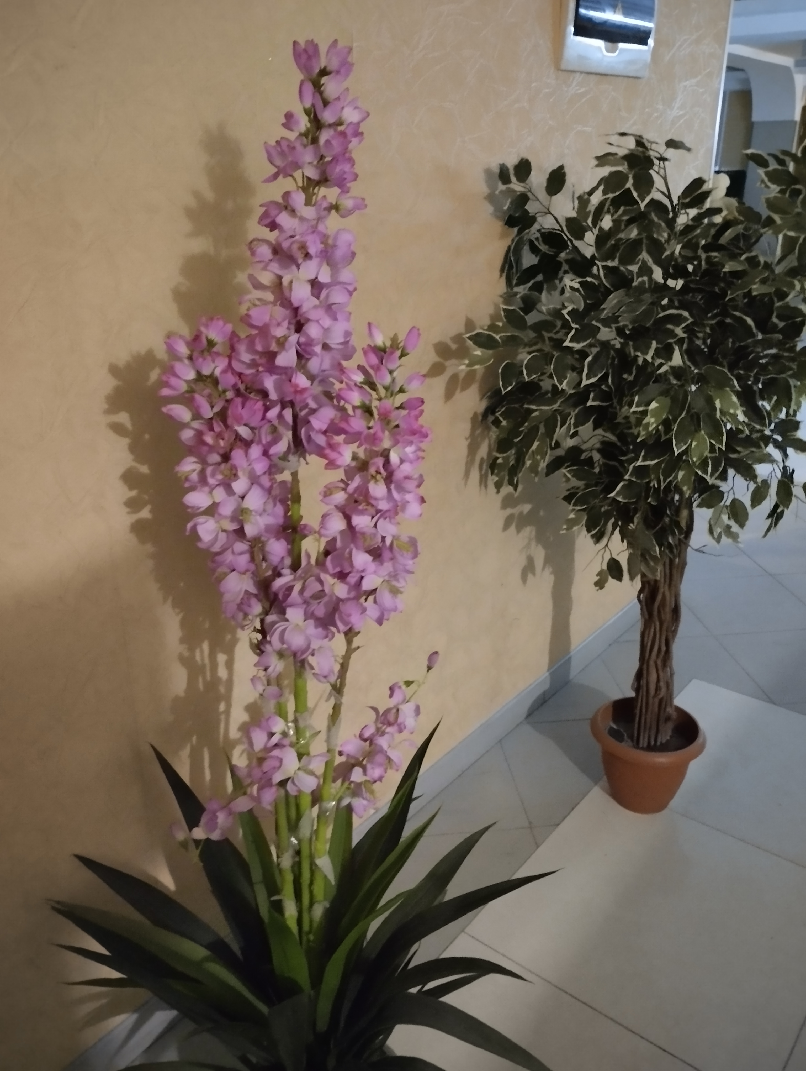 Фото Мирабель