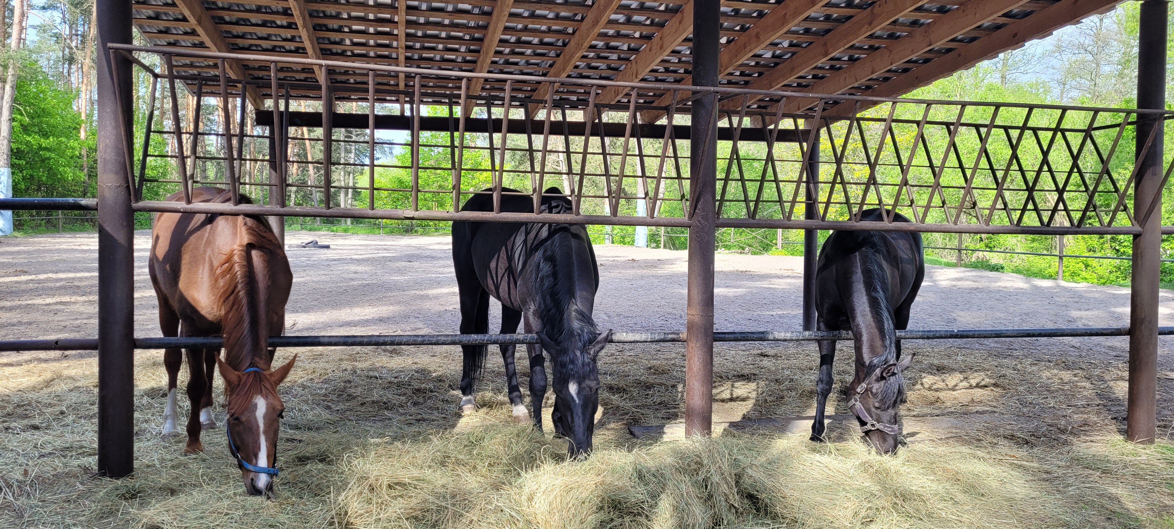 Фото Рахоль