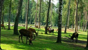 National park Belavezhskaya Puscha (Bresckaja voblasć, Agricultural Settlement of Kamianiuki), nature reserve