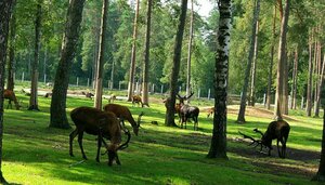 Национальный парк Беловежская Пуща (Брестская область, Каменюкский сельсовет, агрогородок Каменюки), заповедник в Брестской области