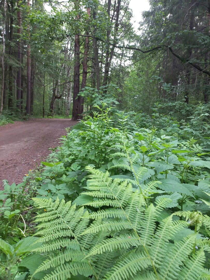 Фото Австерия
