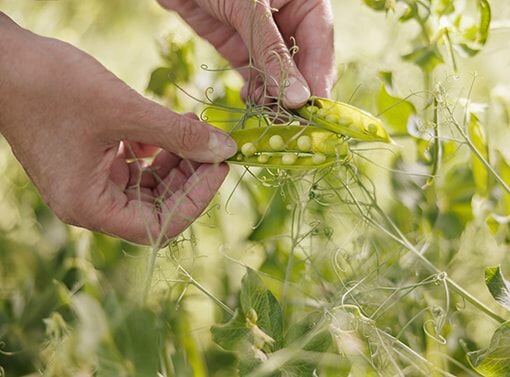 Agricultural enterprise Emsland Group, Dubai, photo