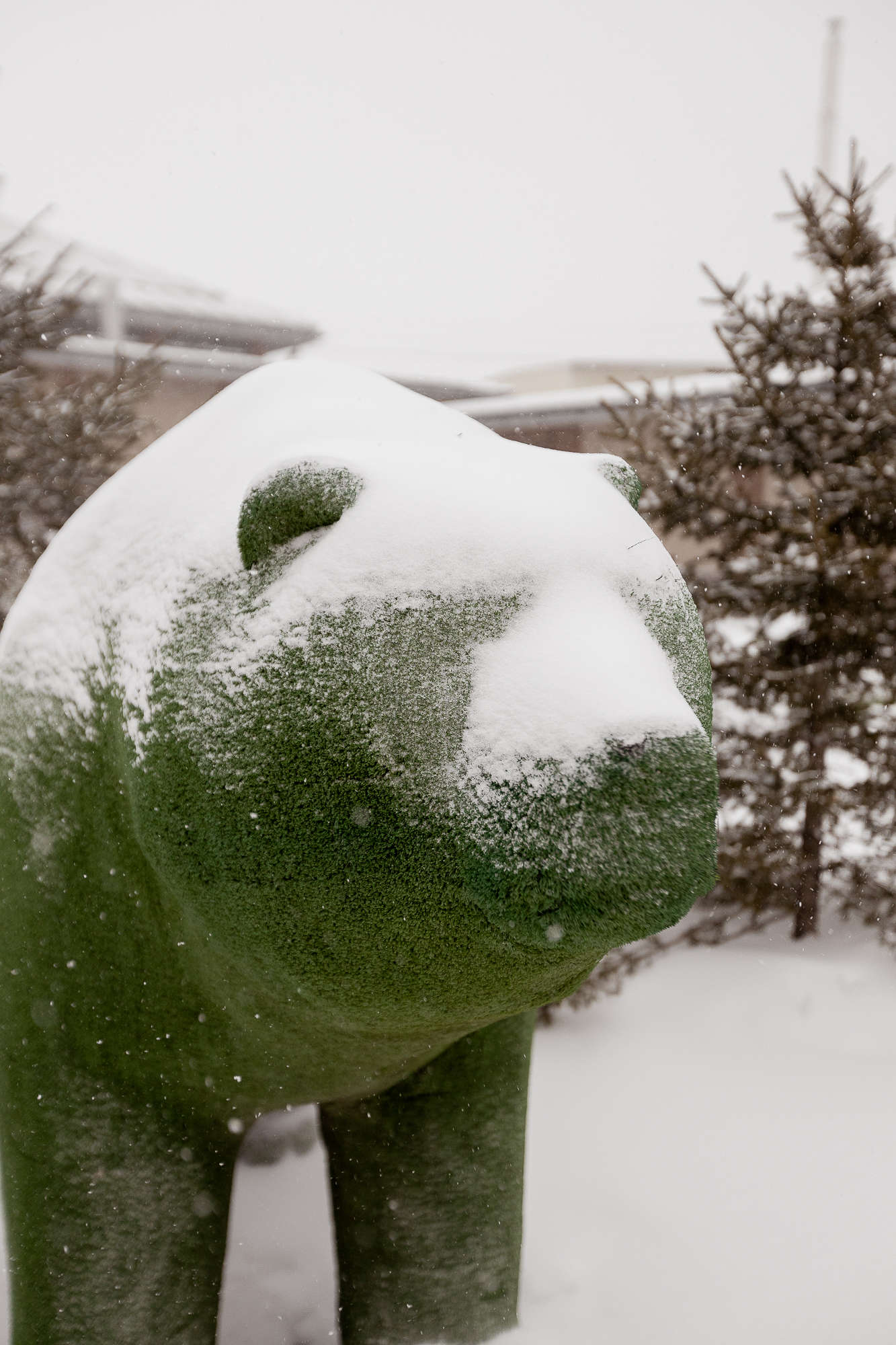 Фото Светлый