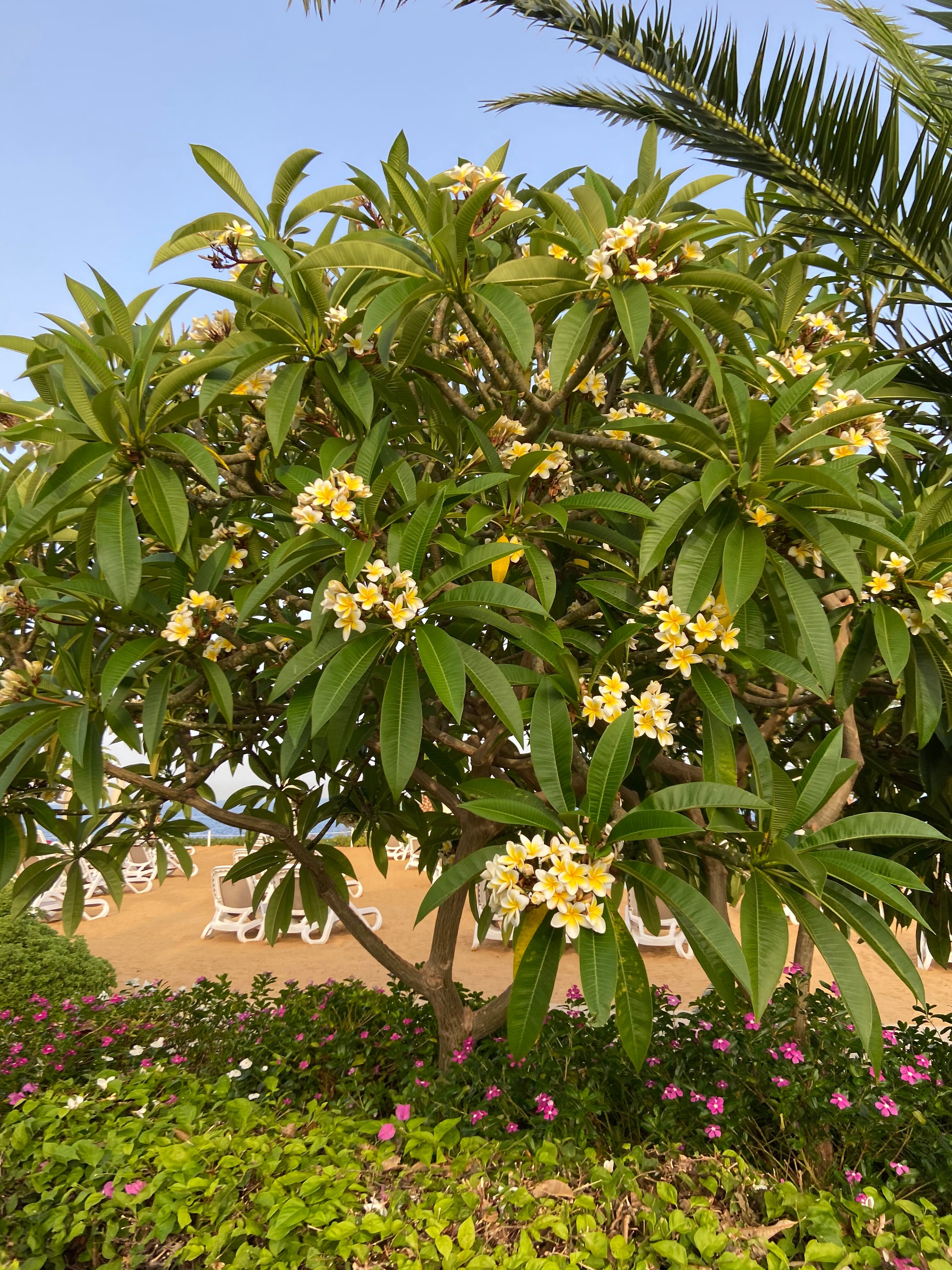 Фото Stella Di Mare Beach Hotel & Spa