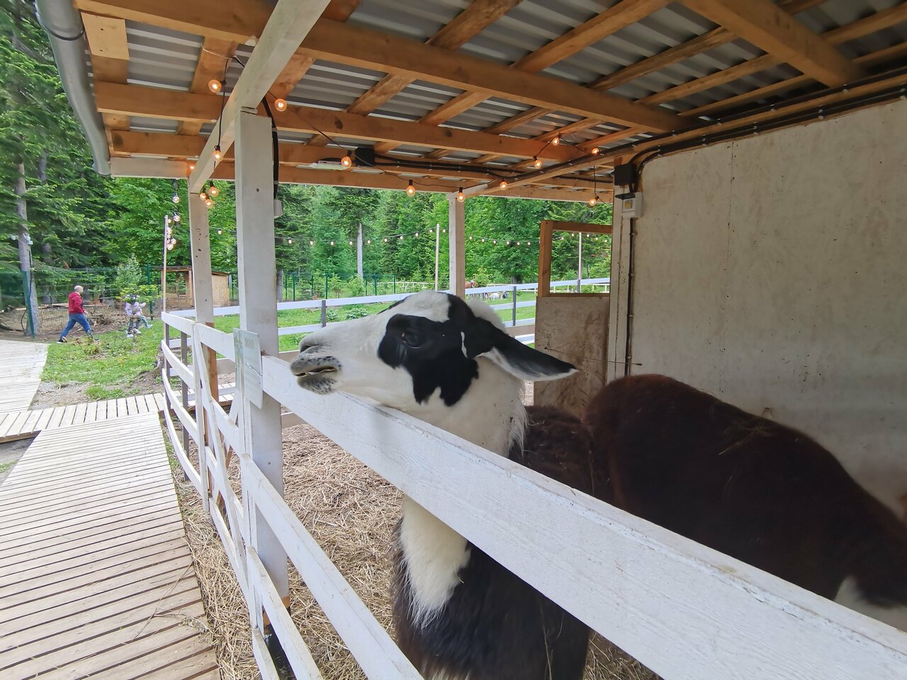 «Ферма Альпак» фото 1