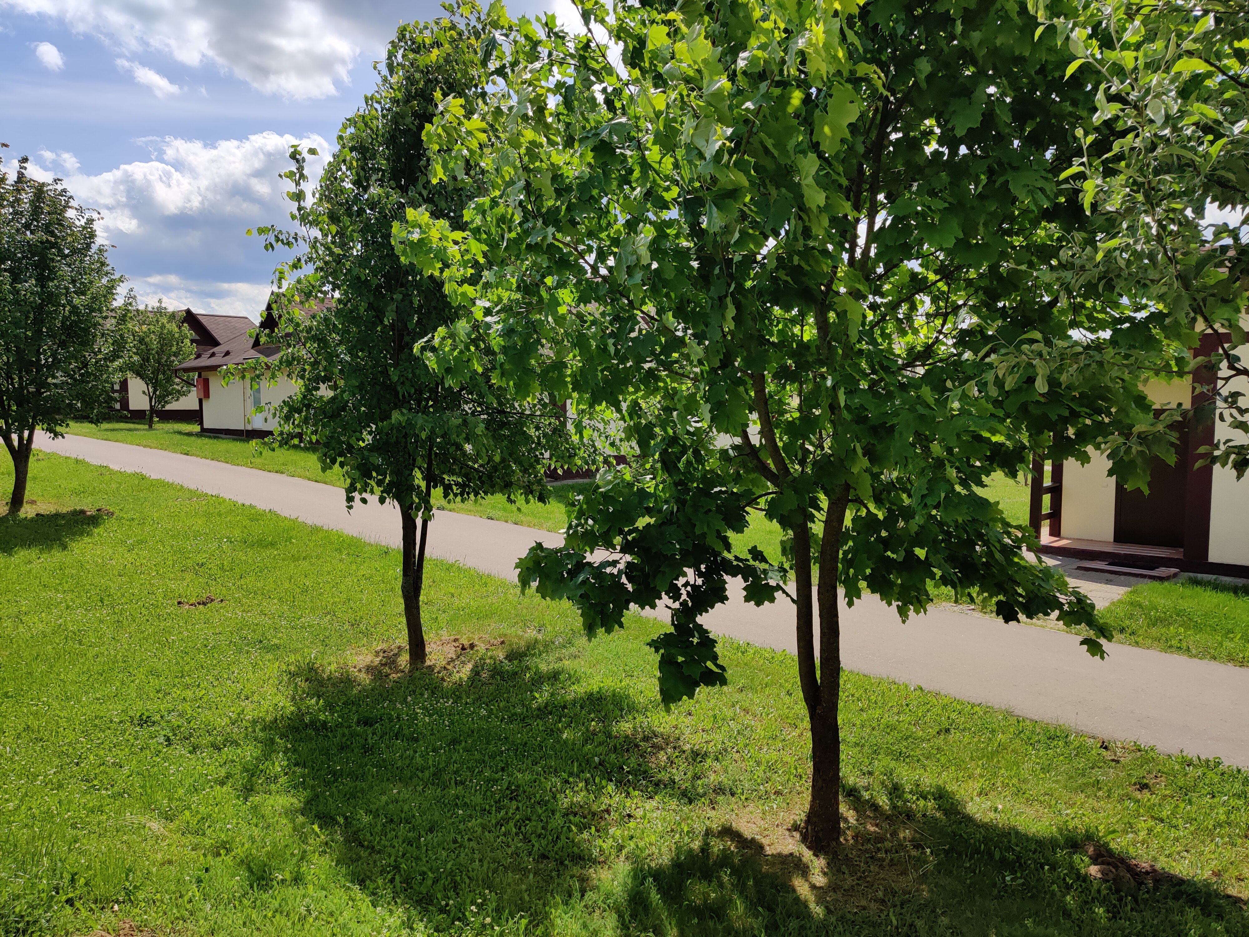 Фото Иволга