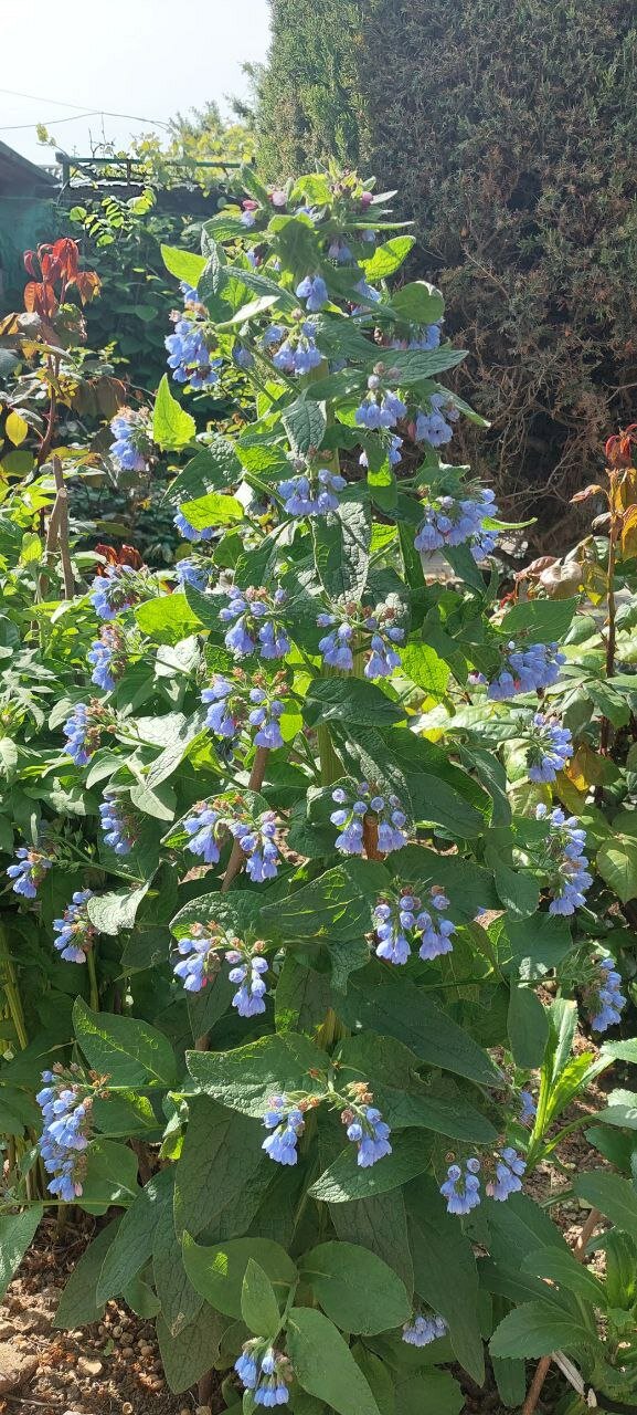 Фото Астери