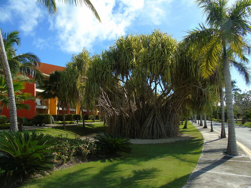 Гостиница Family Club at Barceló Bávaro Palace Deluxe