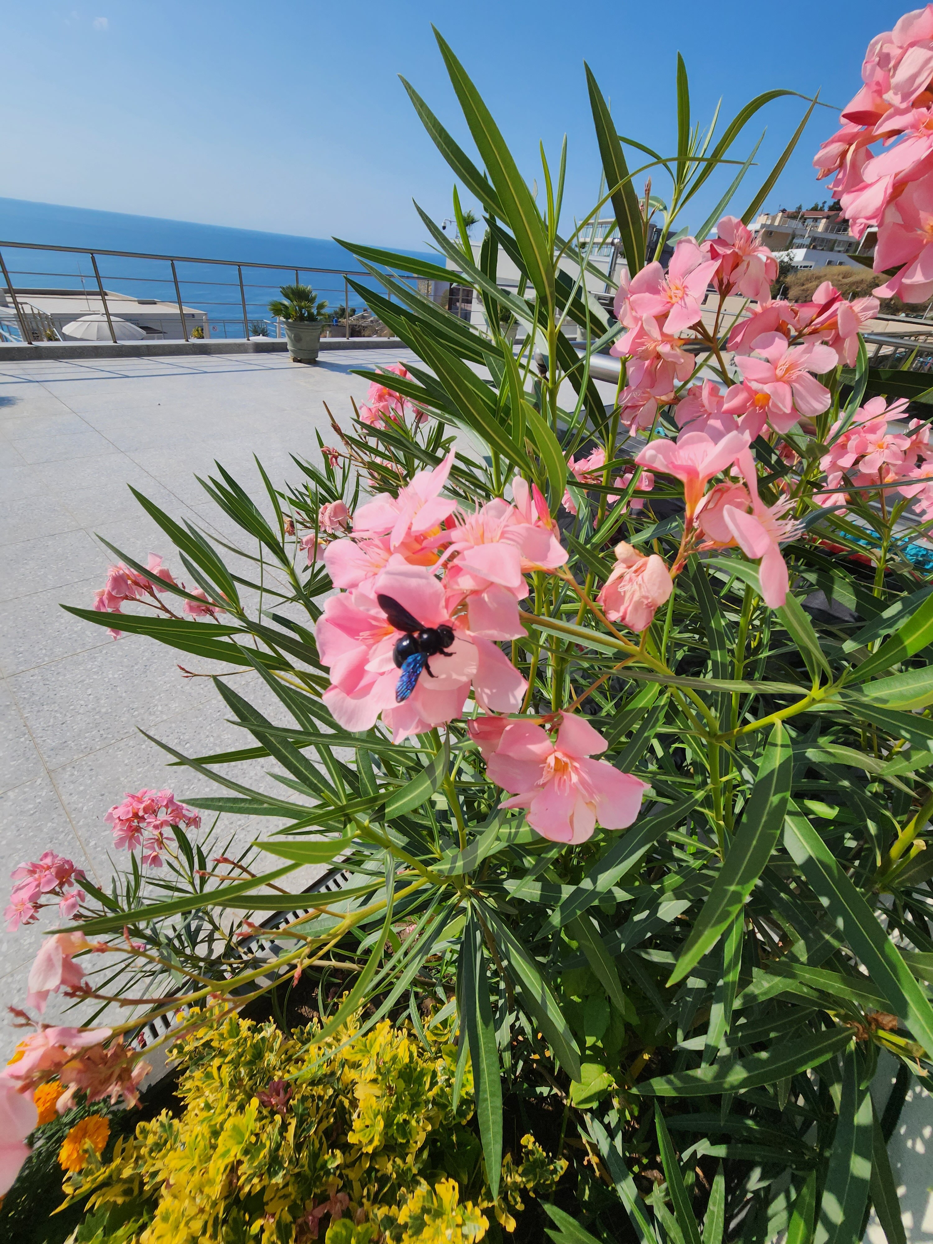 Фото Royal villa 2021