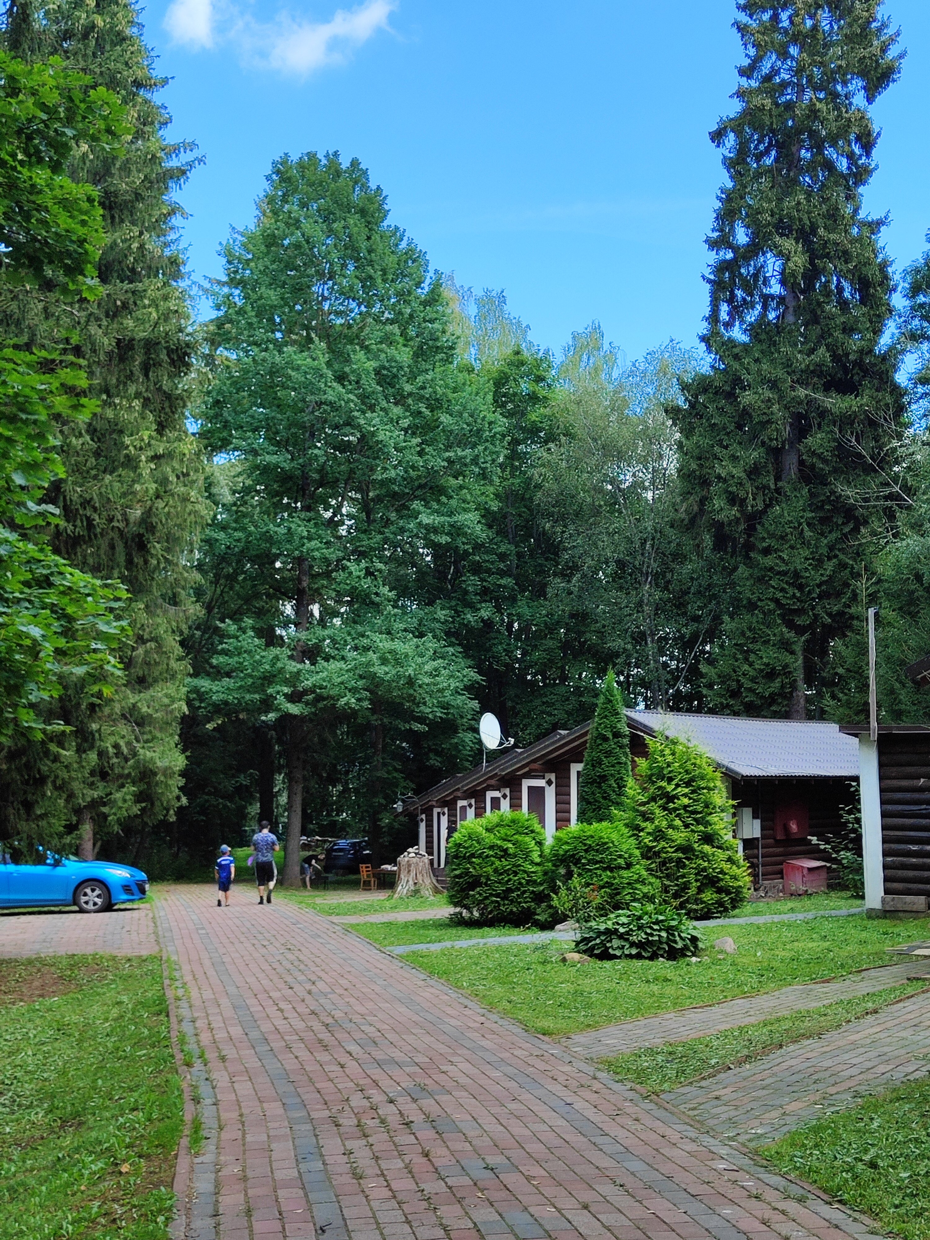 Фото Берёзовая роща