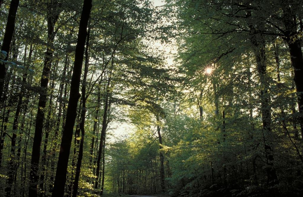 Фото Hotel Birke - Appartments Waldesruh