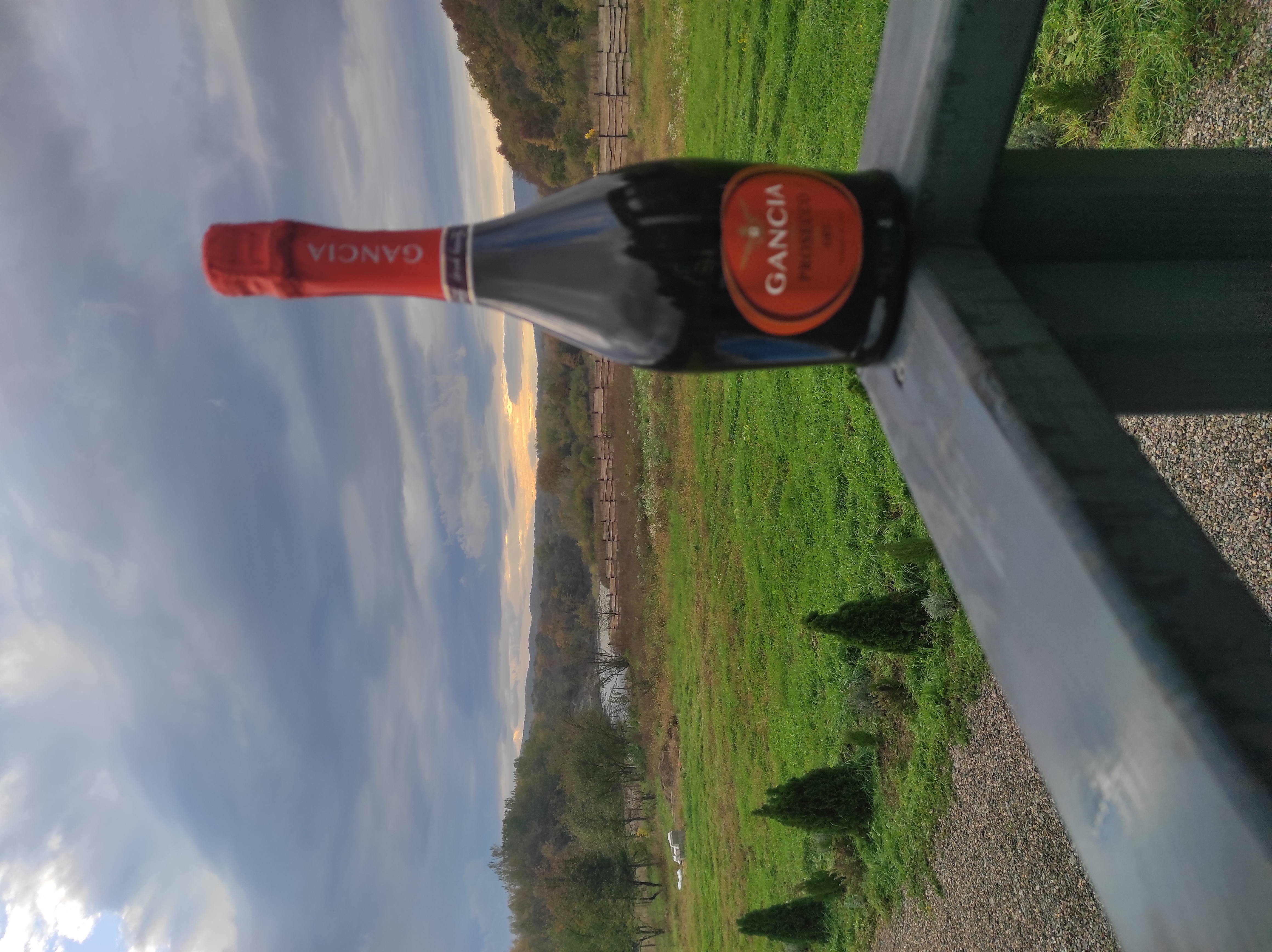 Фото Павлония