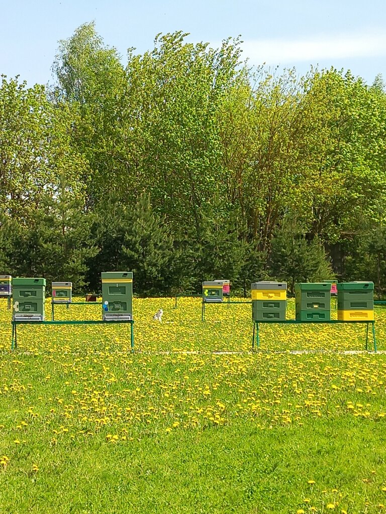 Honey and beekeeping Wild Honey Apiary, Moscow and Moscow Oblast, photo