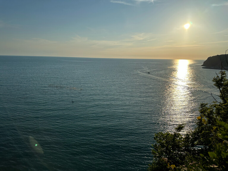 Фото Афалина