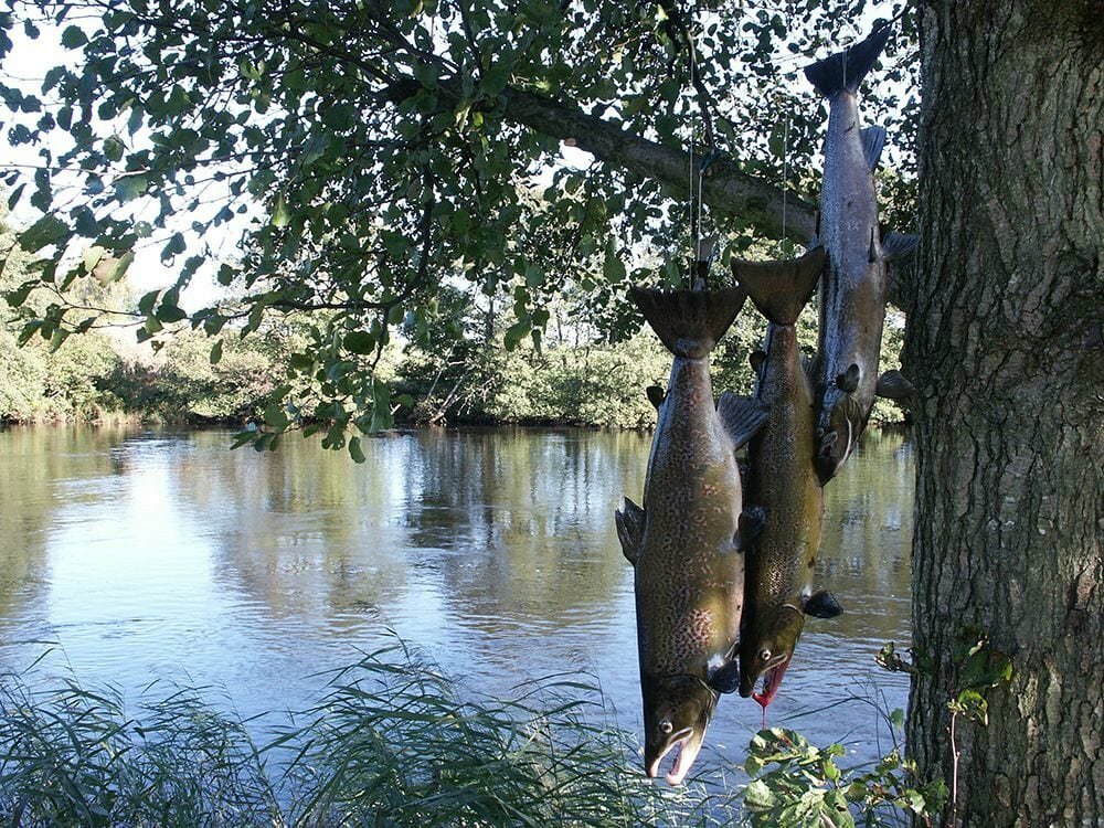 Фото 57706875155