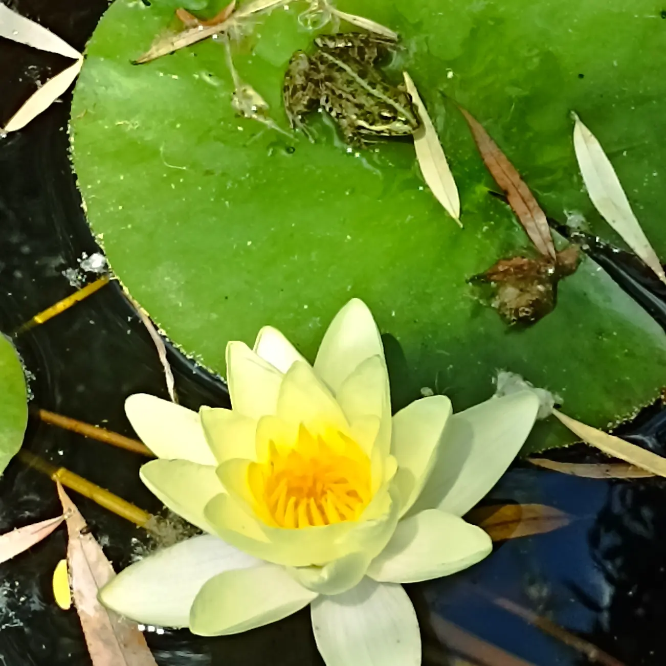 Фото Углянское