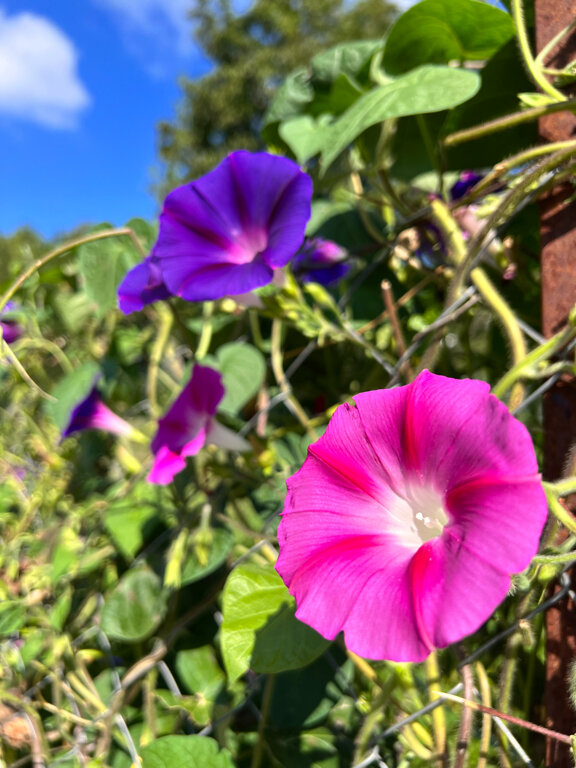 Фото Богатое ущелье