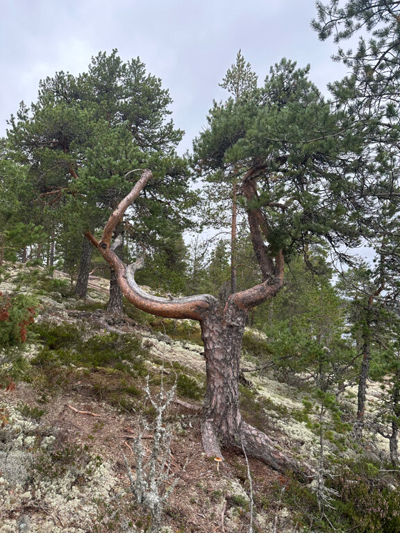 Фото Rukkola Village