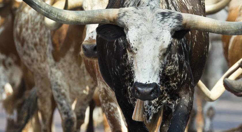 Фото Hyatt Place Fort Worth/Historic Stockyards