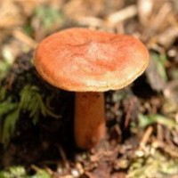 Фото Экотурсервис