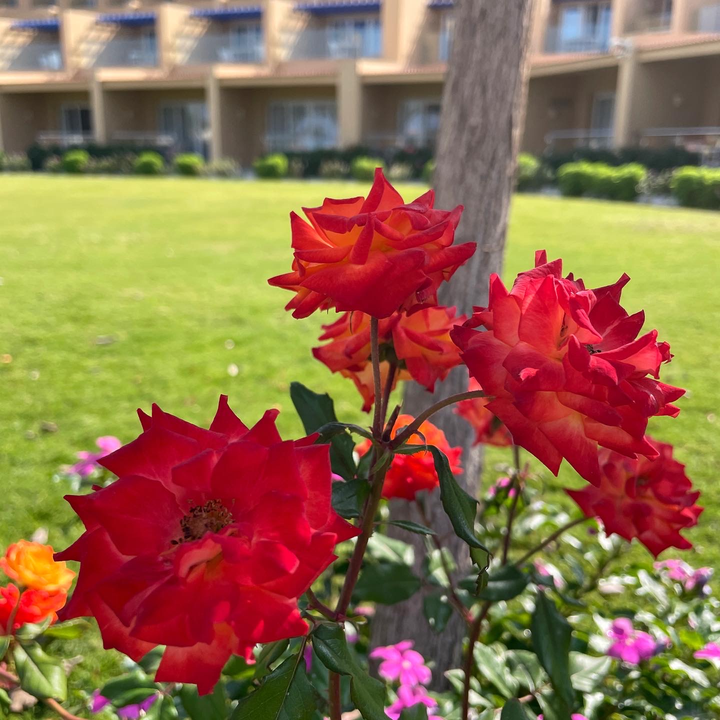 Фото Hilton Hurghada Plaza