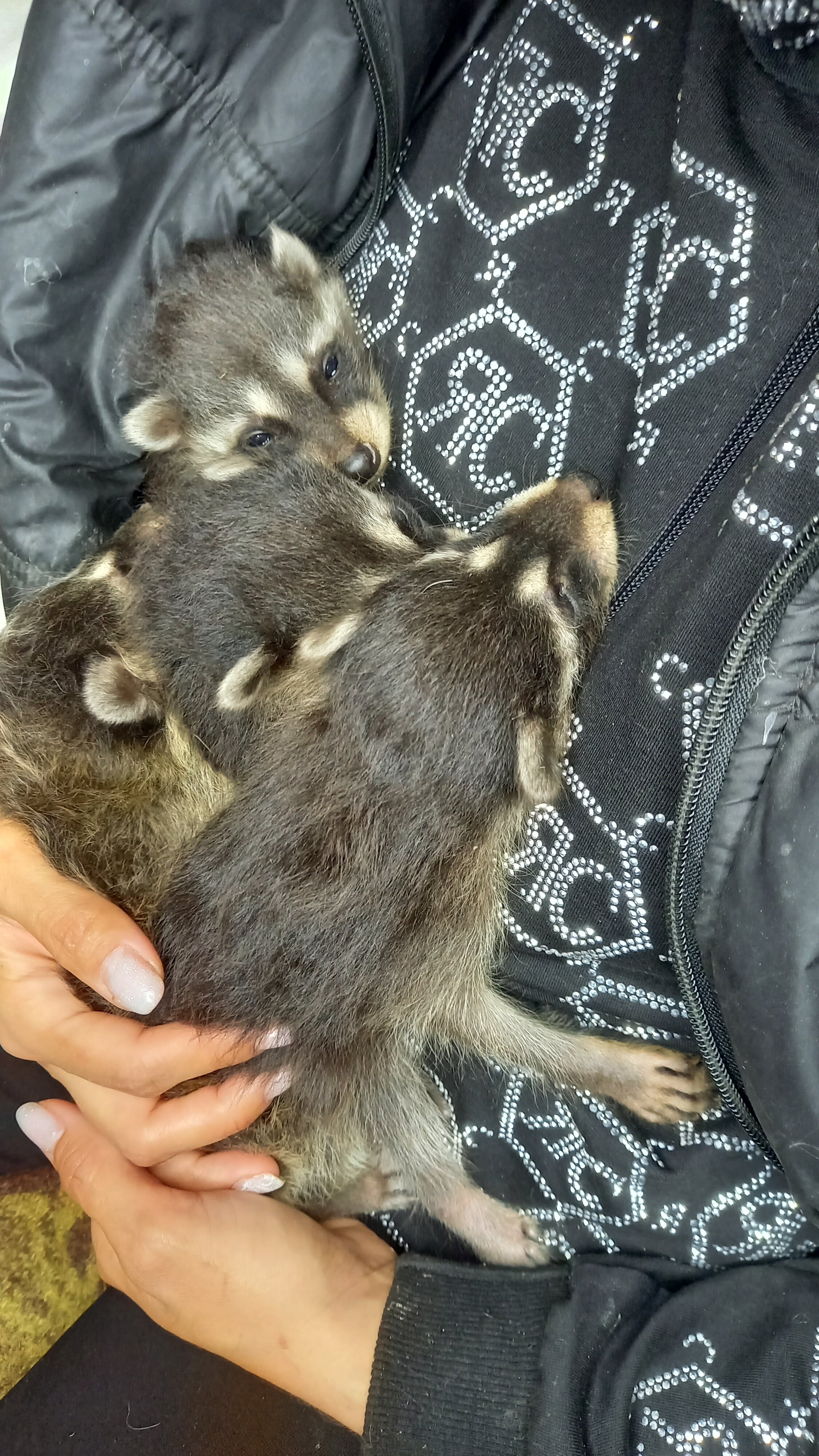 Фото Дикое подворье