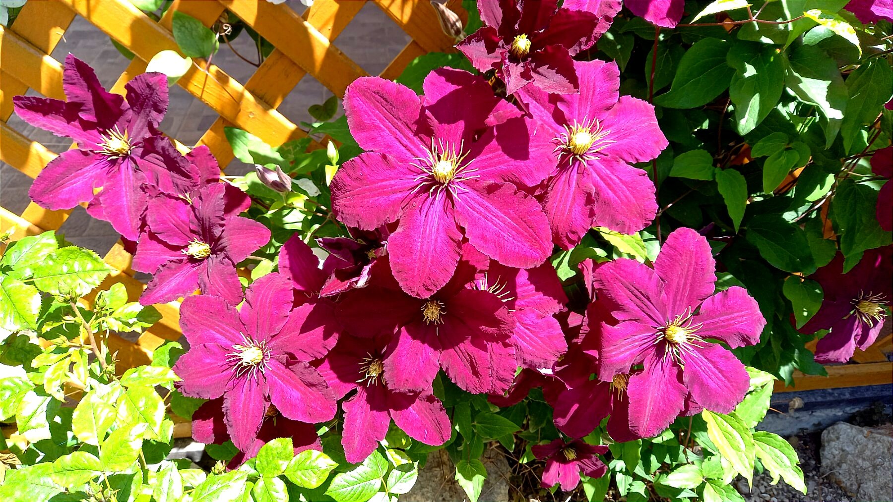 Фото Белый парус