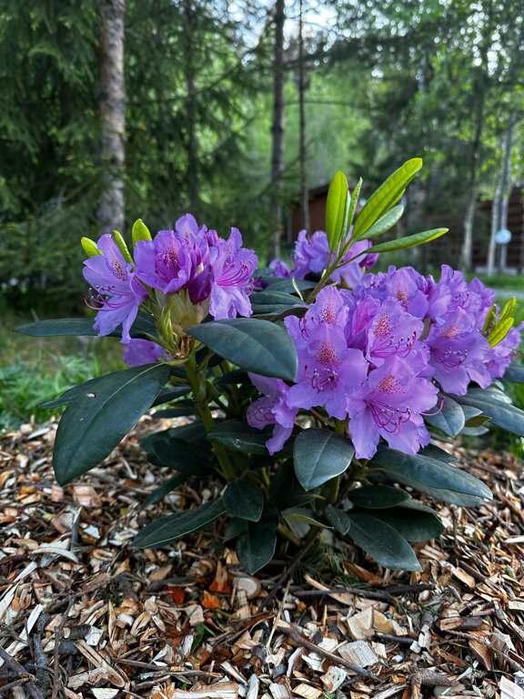 Фото Хутор Ярви