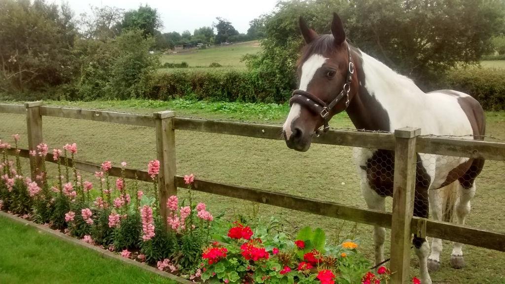 Фото Cripple Creek Bed And Breakfast
