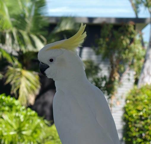 Фото Oasis 22 - Hamilton Island