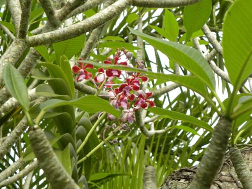 Фото Saudara Home