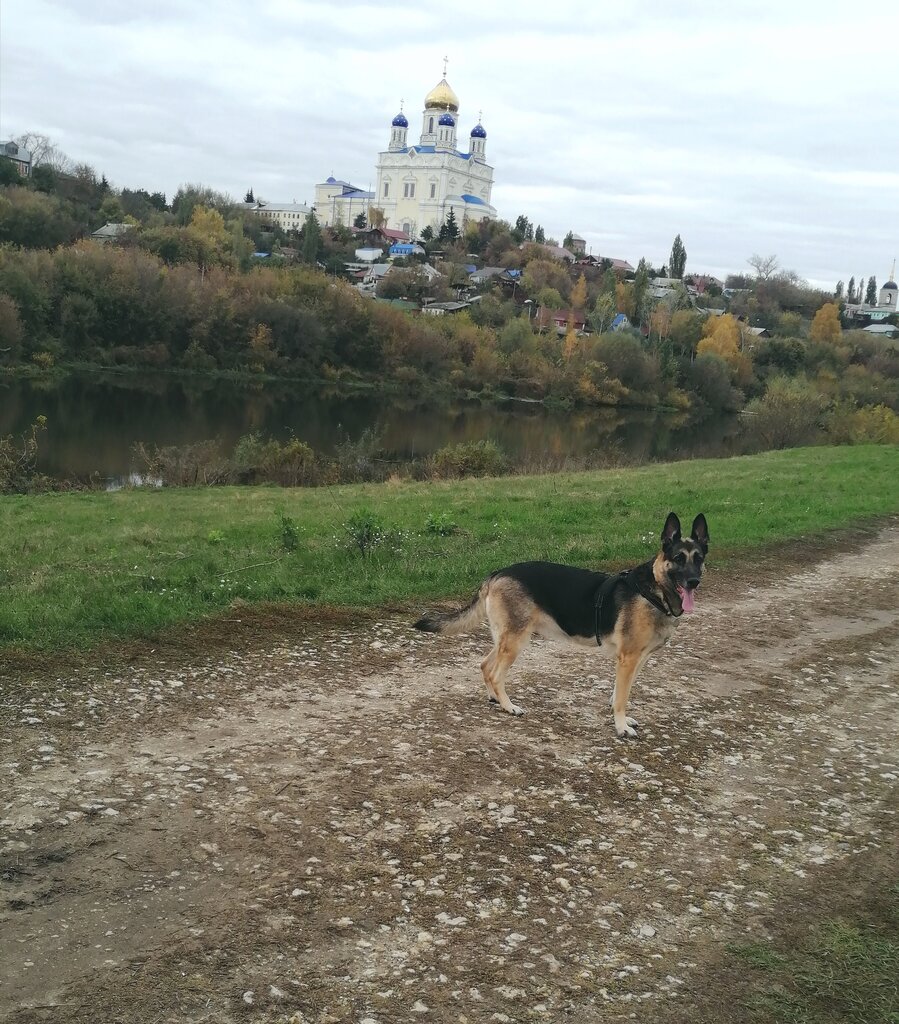 Ветеринарная клиника Елецкая городская станция по борьбе с болезнями животных, Елец, фото