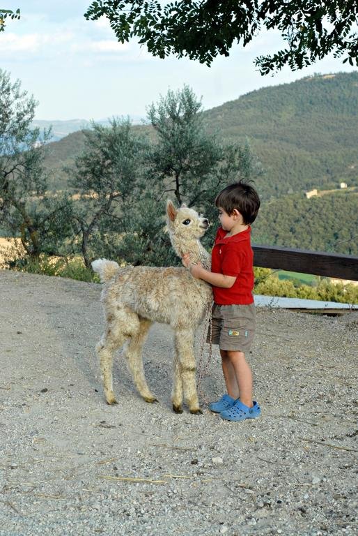 Фото Maridiana Alpaca