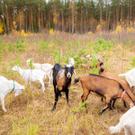 Landfermer (Moscow Region, Pavlovo-Posadskiy Urban District), agricultural enterprise