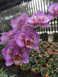 Premium Orchids (Казанское ш., 10, корп. 6, Нижний Новгород), питомник растений в Нижнем Новгороде