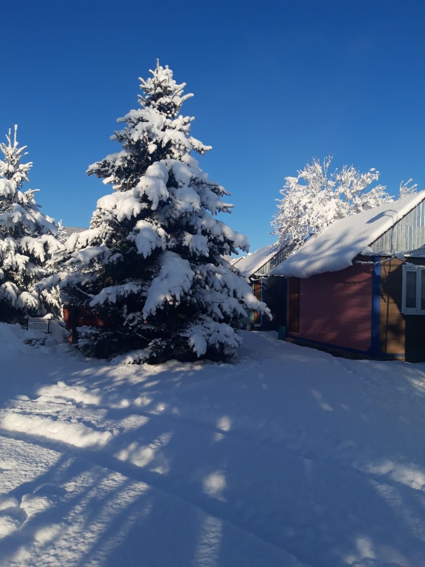 Фото Снежный Барс