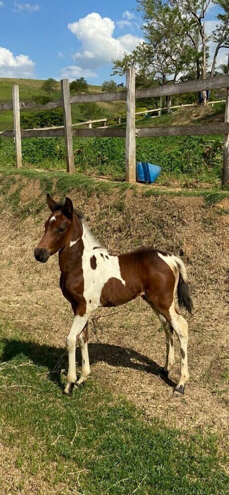Фото Pousada Haras Fazenda Jamaica