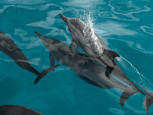 Гостиница Отель Reethi Beach Resort на Атолле Баа