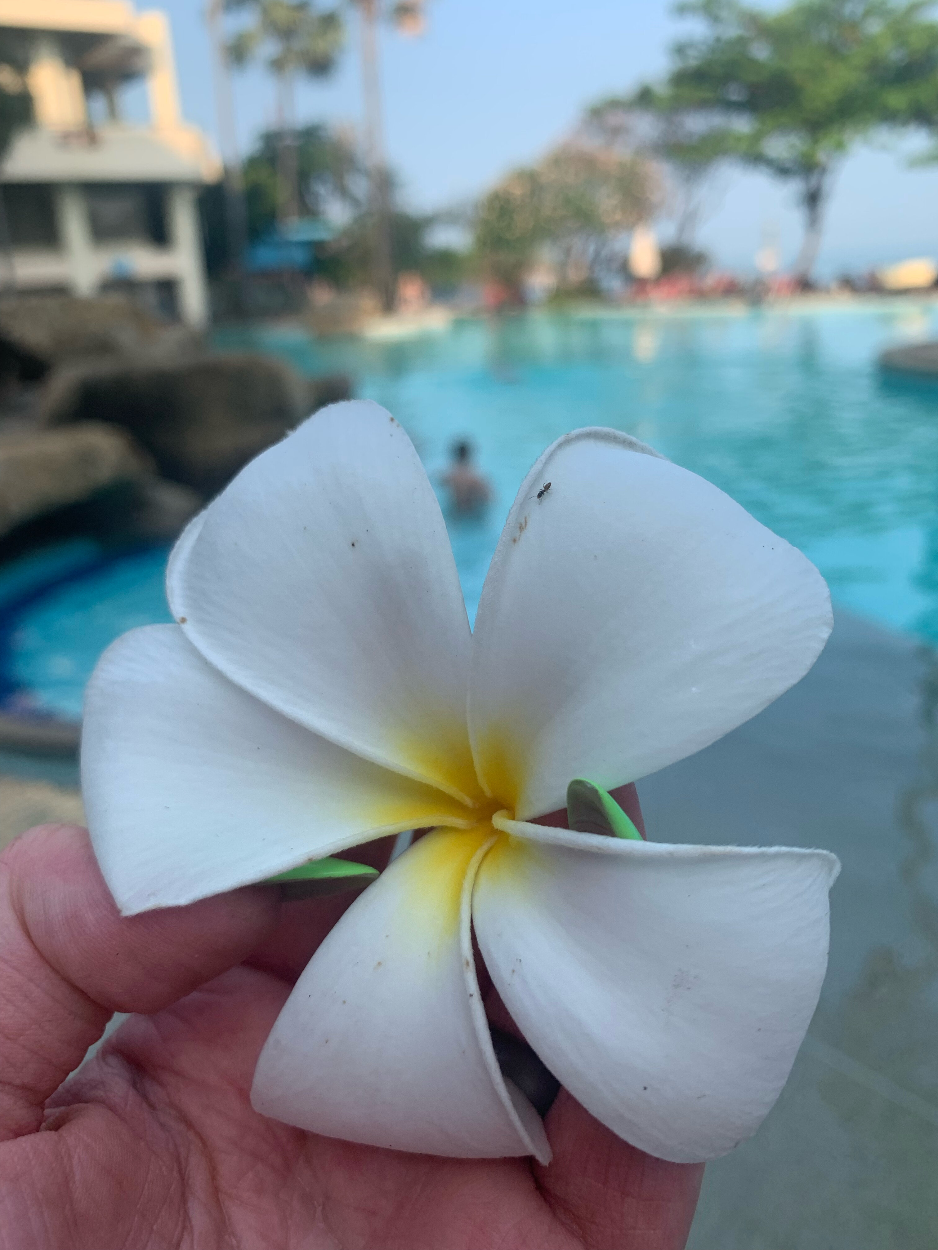 Фото Garden Sea View Resort