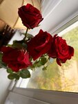 Орхидея (ulitsa Nikolayeva, 75), flower shop