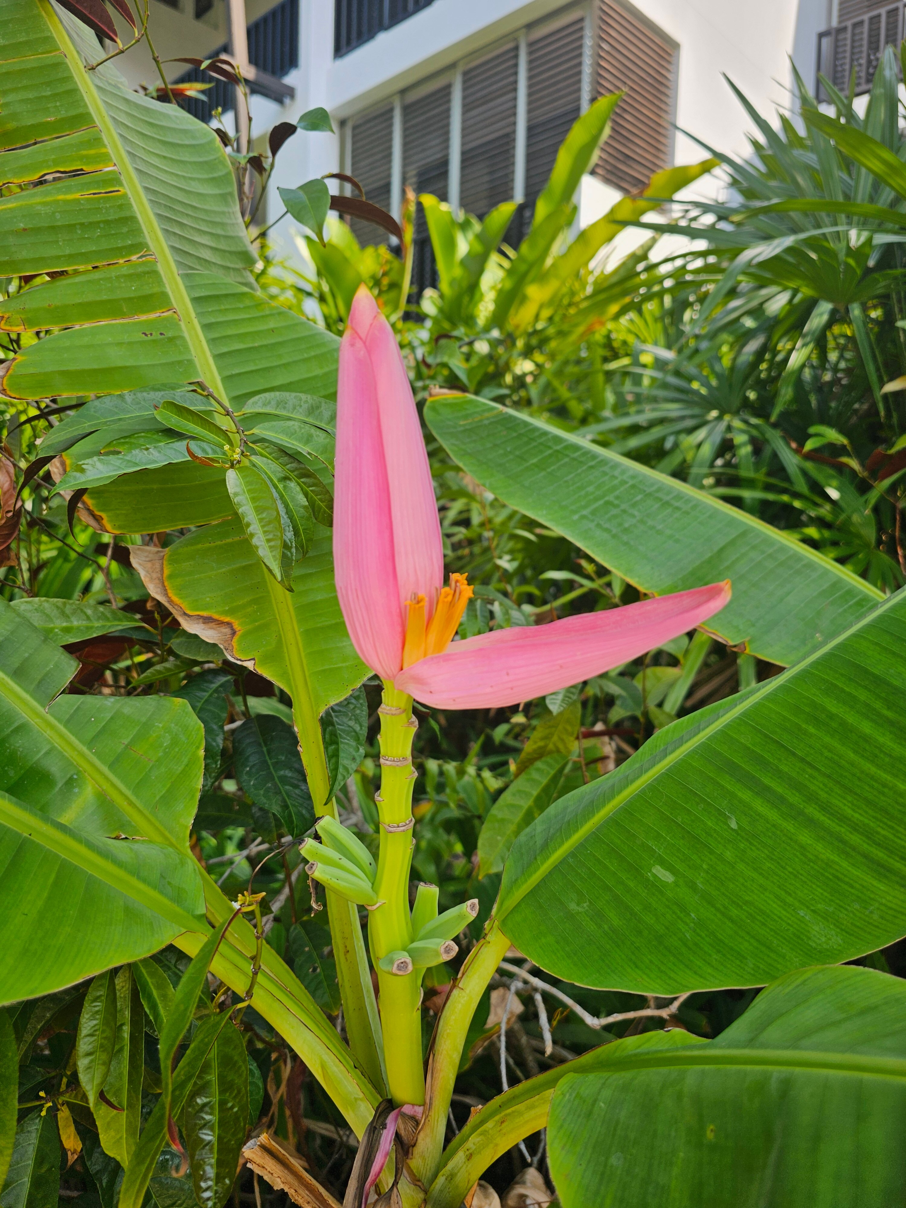 Фото Bangtao Beach Garden