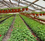 Seedlings of flowers and vegetables (derevnya Zaytsevo (Verevskoye selskoye poseleniye), 39), plant nursery