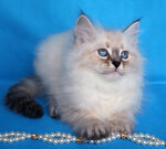 Zhemchug Nevy (Marshala Zhukova Avenue, 70к1), animal nursery