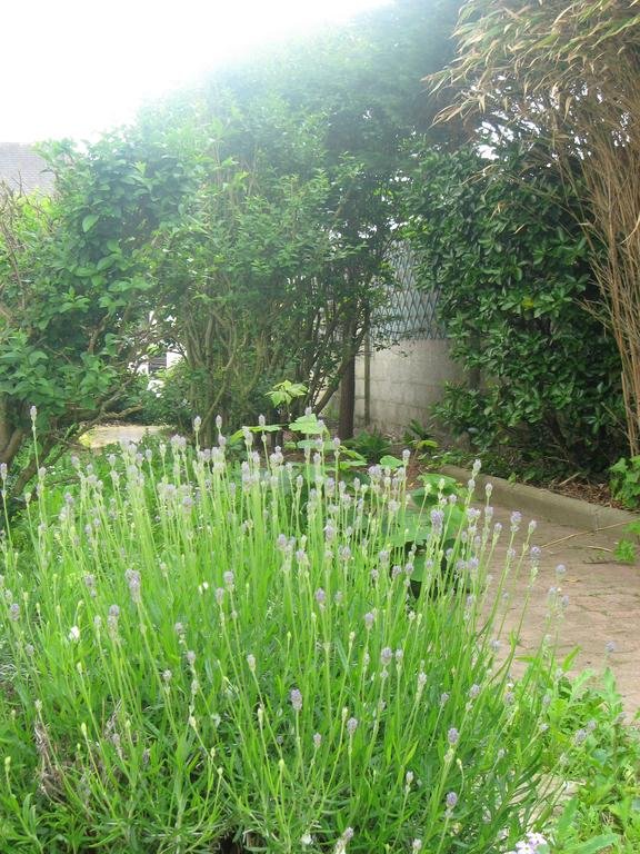 Фото L'étoile filante