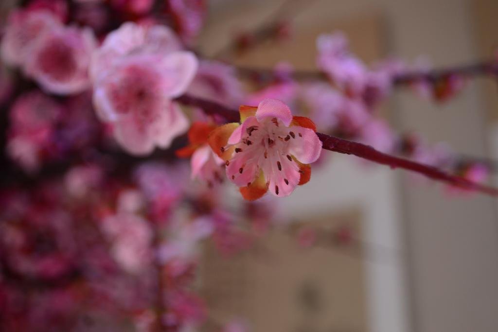 Фото Plum Blossom