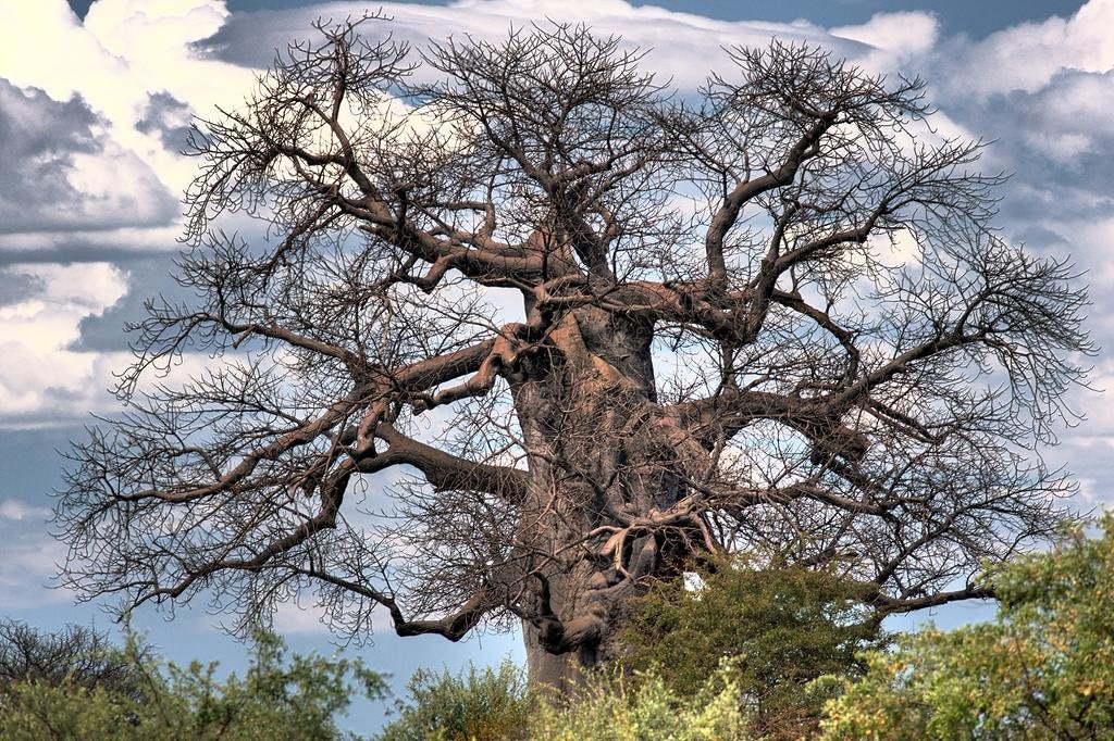 Фото Tsumkwe Country Lodge