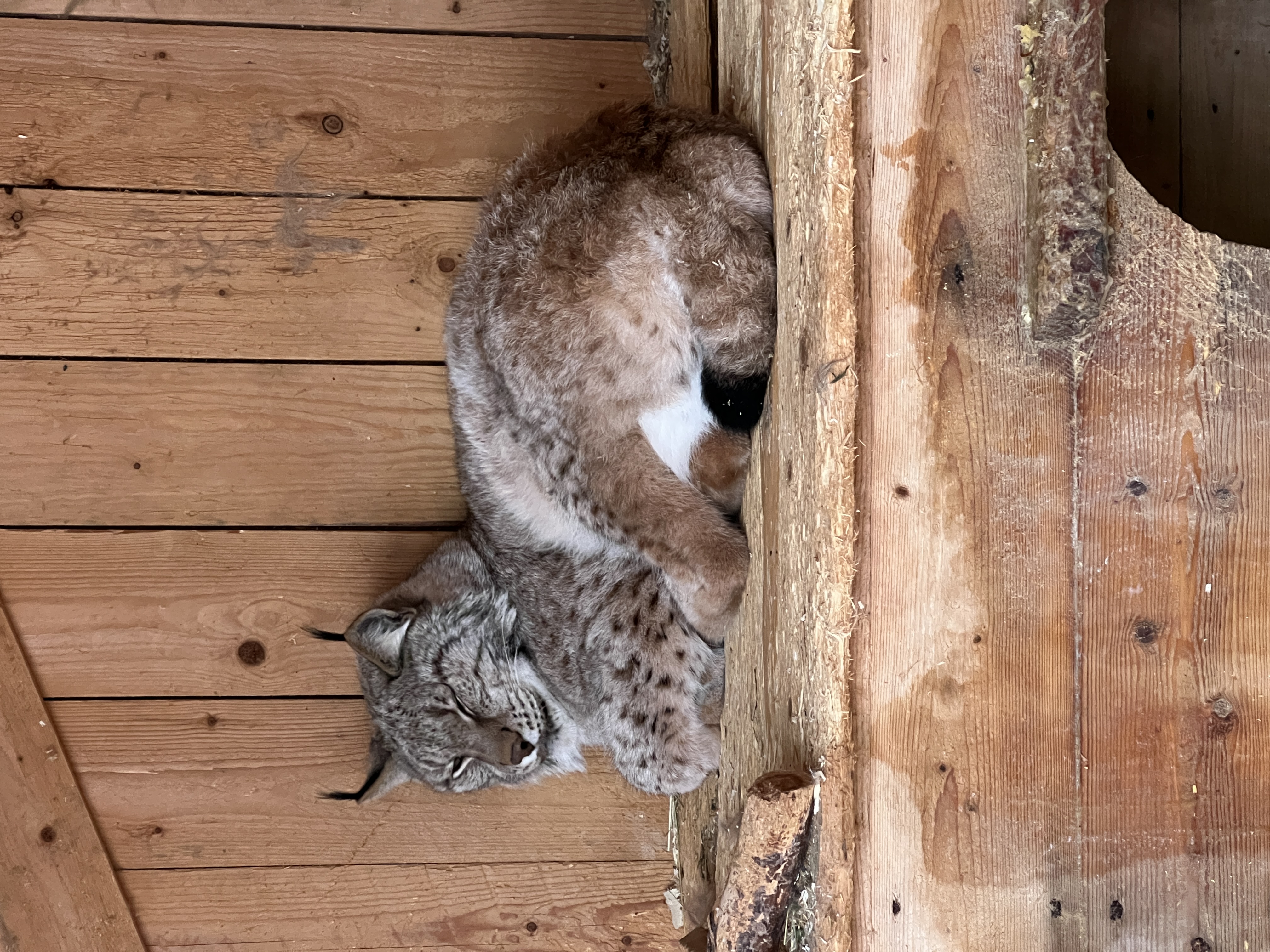 Фото Aldi Karelia