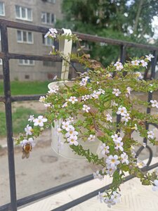 Радуга